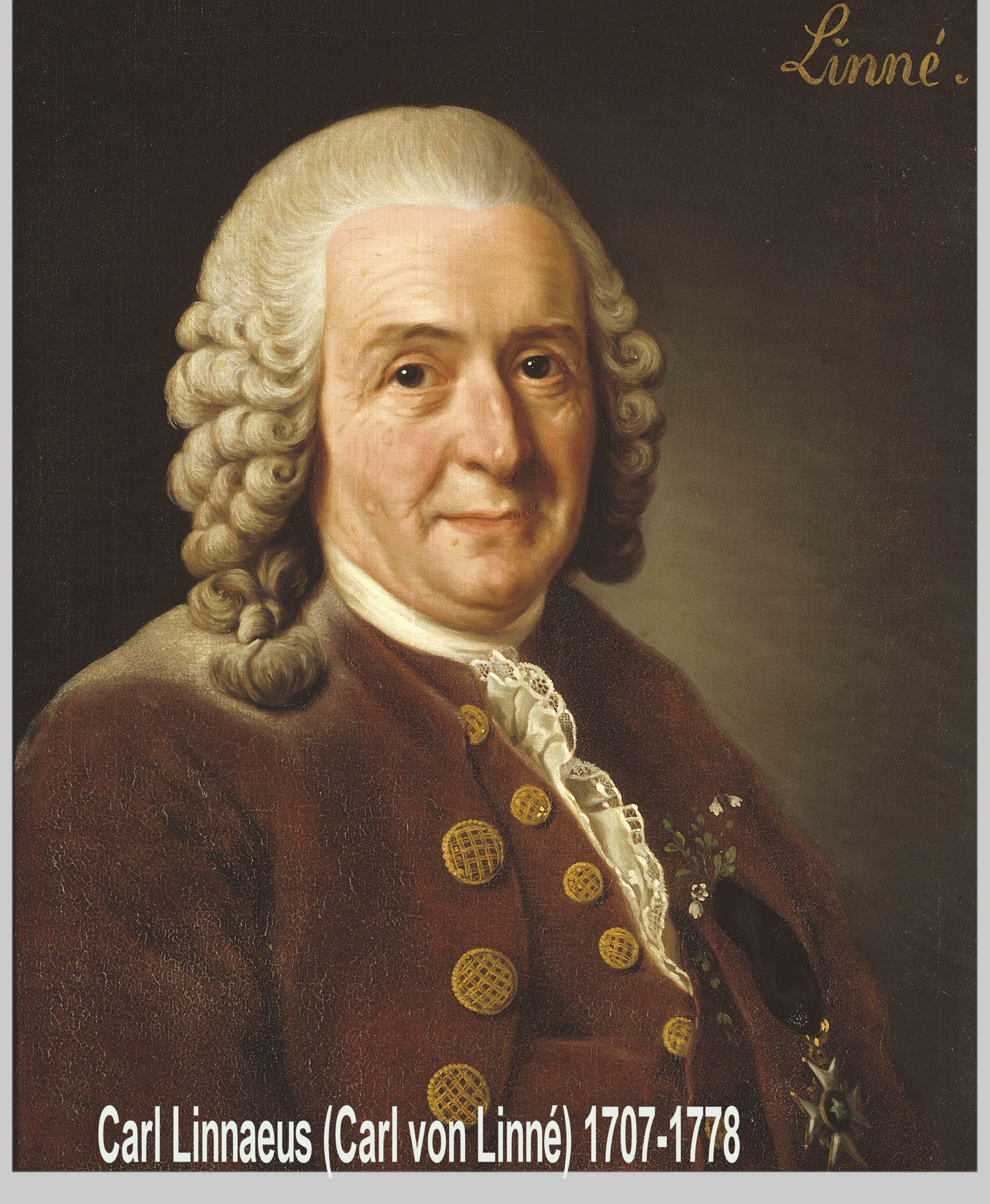 Carolus Linnaeus 